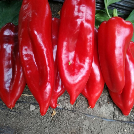 SEMINTE - Semințe de ardei kapia "Cosmin"