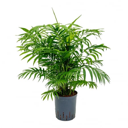 PLANTE EXOTICE - Semințe de palmier pitic