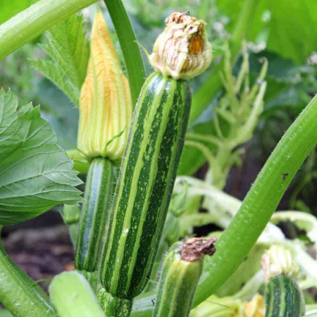 SEMINTE - Semințe de dovlecel "Cocozelle Di Napoli"