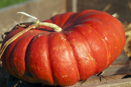 SEMINTE - Semințe de dovleac "Rouge Vif D’Etampes"