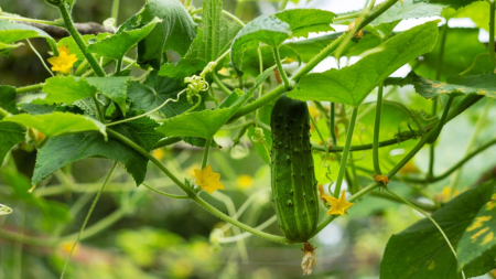 LEGUME - Semințe de castravete "Cornichon De Paris"