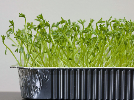 SEMINTE PENTRU MICROPLANTE - Semințe de linte verde - pentru microplante