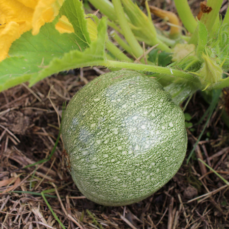 SEMINTE - Semințe de dovlecel "Tondo Chiaro Di Nizza"