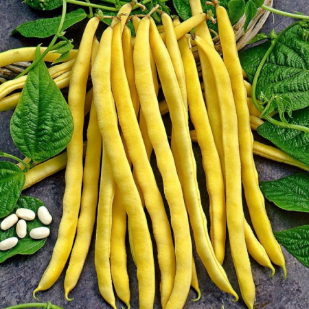 SEMINTE - Semințe de fasole pitică "Berggold"