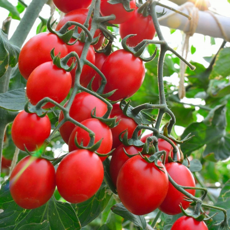 TOMATE - Semințe de tomate nedeterminate "Principe Borghese"