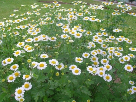 PLANTE AROMATICE SI MEDICINALE - Semințe de spilcuță
