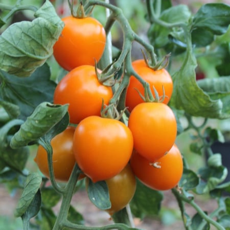 TOMATE - Semințe de tomate cherry "Figiel"