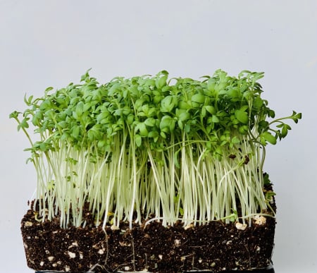 SEMINTE PENTRU MICROPLANTE - Semințe de creson comun - pentru microplante