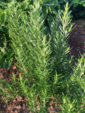 SEMINTE - Semințe de rozmarin