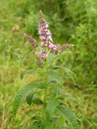 PLANTE AROMATICE SI MEDICINALE - Semințe de mentă calului