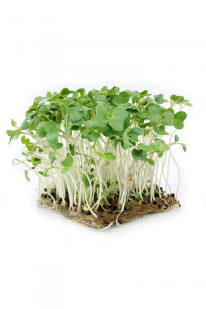 SEMINTE PENTRU MICROPLANTE - Semințe de broccoli "Ramoso Calabrese" -  pentru microplante