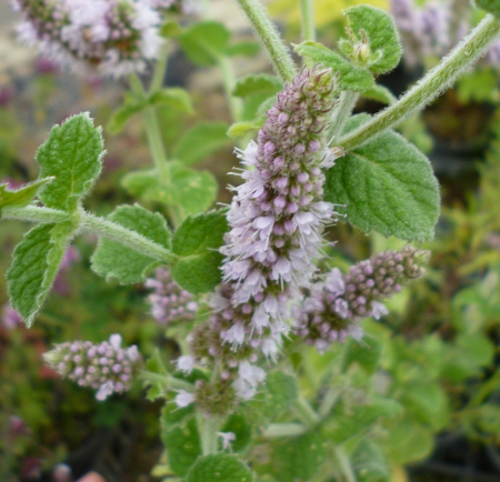 PLANTE AROMATICE SI MEDICINALE - Semințe de mentă "Apple"
