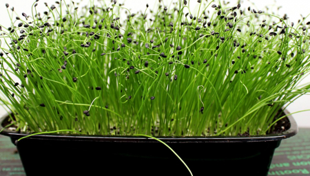 SEMINTE PENTRU MICROPLANTE - Semințe de ceapă de iarnă - pentru microplante