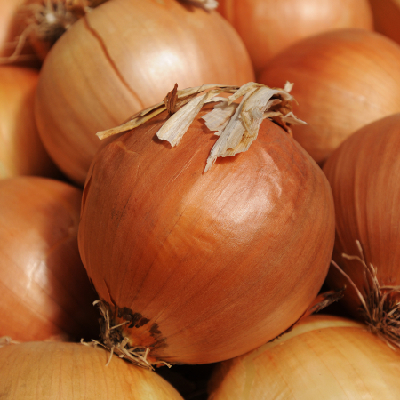 SEMINTE - Semințe de ceapă "Yellow Sweet Spanish"