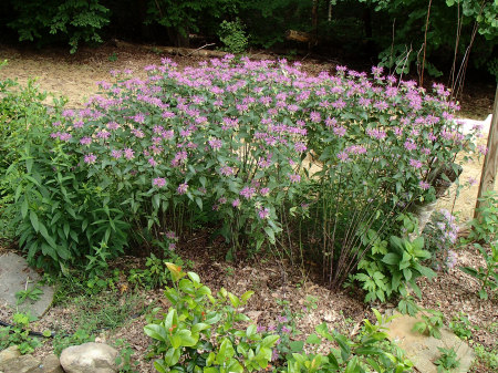 PLANTE AROMATICE SI MEDICINALE - Semințe de bergamot sălbatic