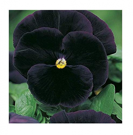 Seminte de panselute "Swiss Giants Black King" [1]