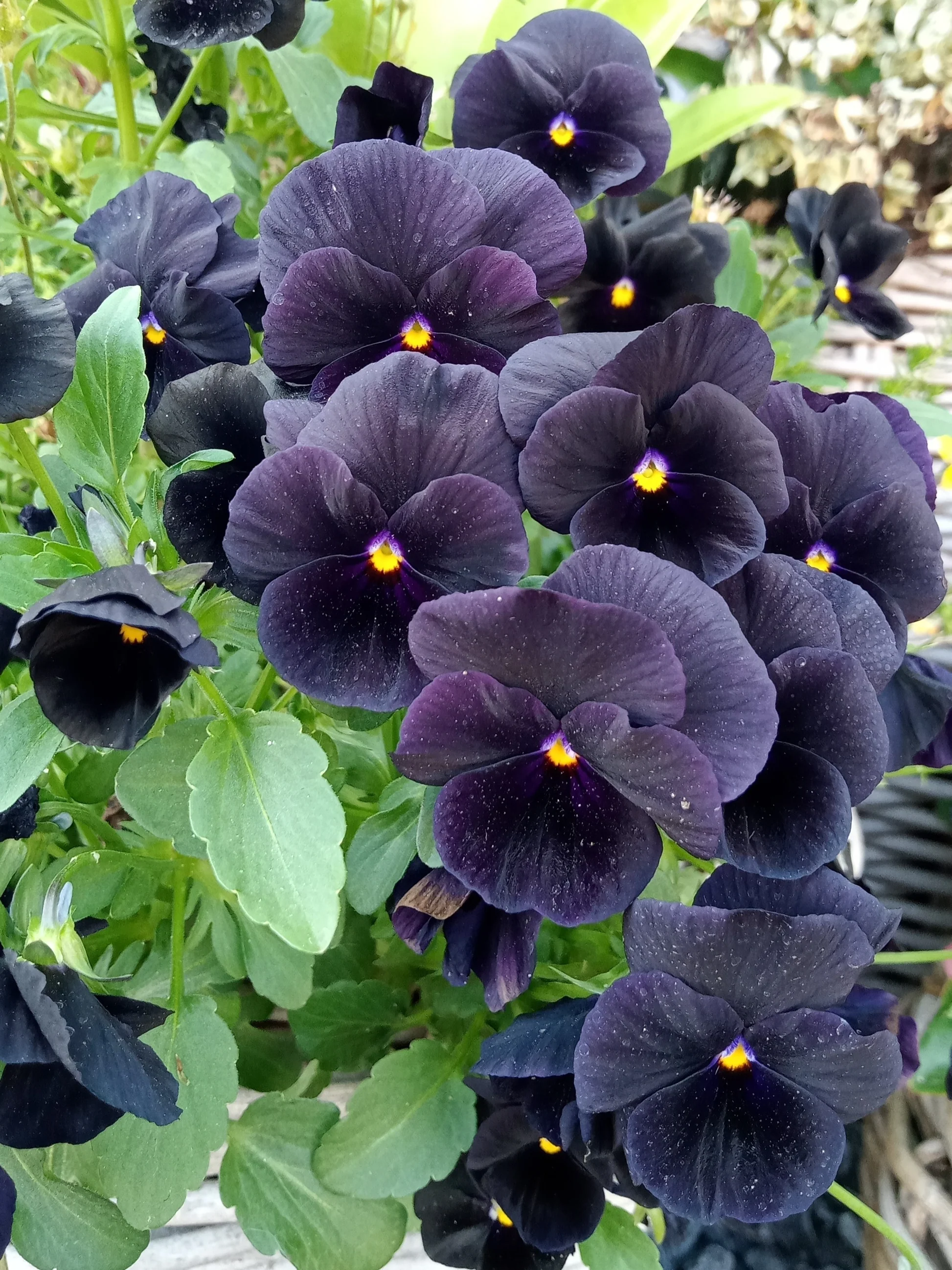 ANUALE - Seminte de panselute "Swiss Giants Black King"