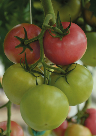 TOMATE - Semințe de tomate nedeterminate "Jowisz F1"
