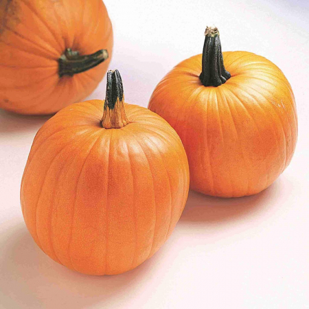 Semințe de dovleac "Jack O'Lantern" [1]