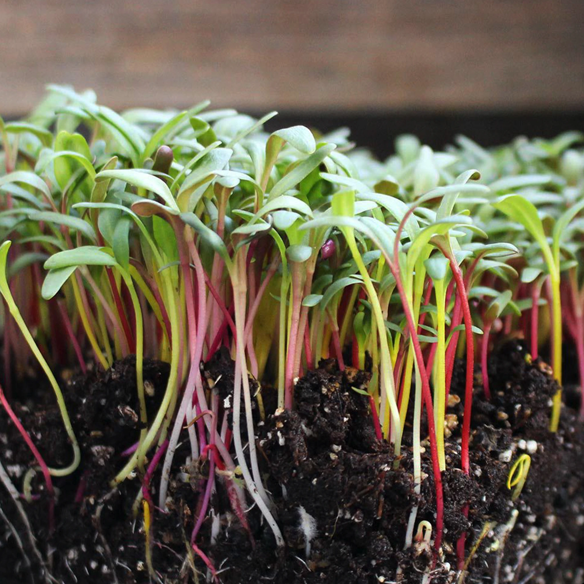 SEMINTE PENTRU MICROPLANTE - Semințe de sfeclă mangold "Swiss Chard Mix" -  pentru microplante