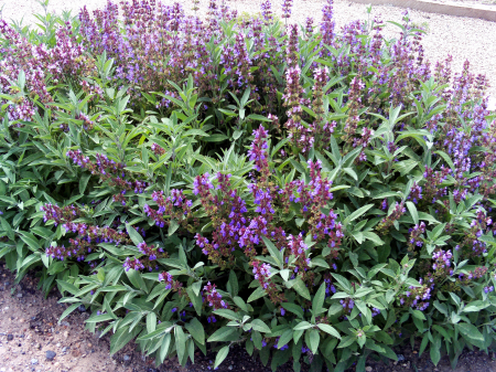 PLANTE AROMATICE SI MEDICINALE - Semințe de salvie