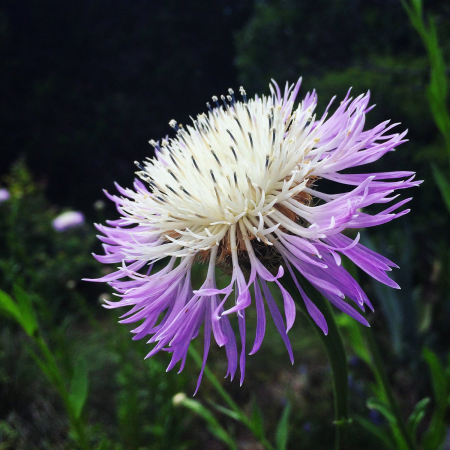 ANUALE - Semințe de albăstrea americana "White & Rosy Liliac Mix"
