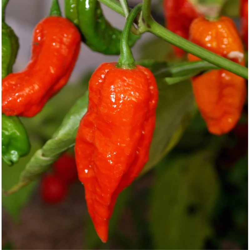 ARDEI IUTE - Semințe de ardei iute "Bhut Jolokia Red"