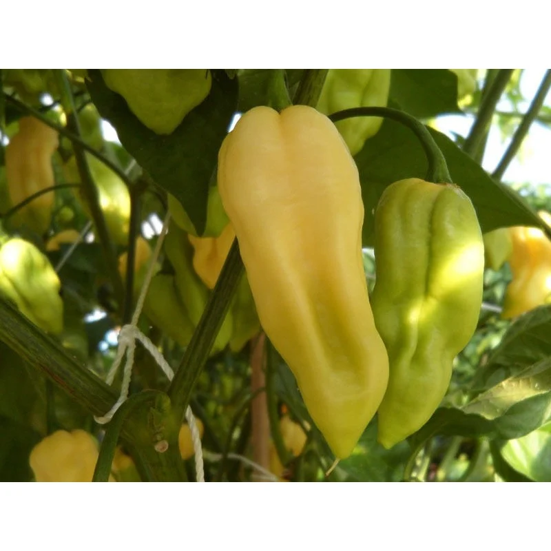 ARDEI IUTE - Semințe de ardei iute "Bhut Jolokia White"
