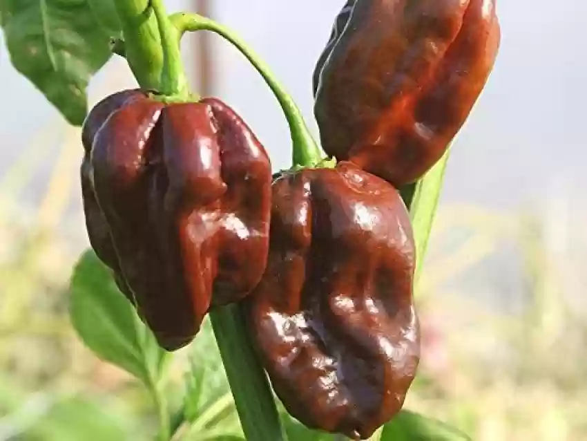ARDEI IUTE - Seminte de ardei iute "Habanero Chocolate"