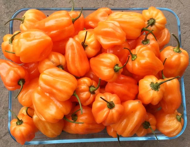ARDEI IUTE - Semințe de ardei iute "Habanero Orange"