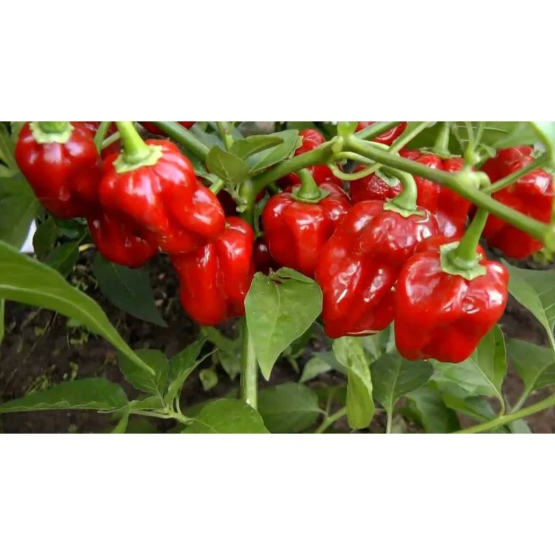 ARDEI IUTE - Semințe de ardei iute "Habanero Red"