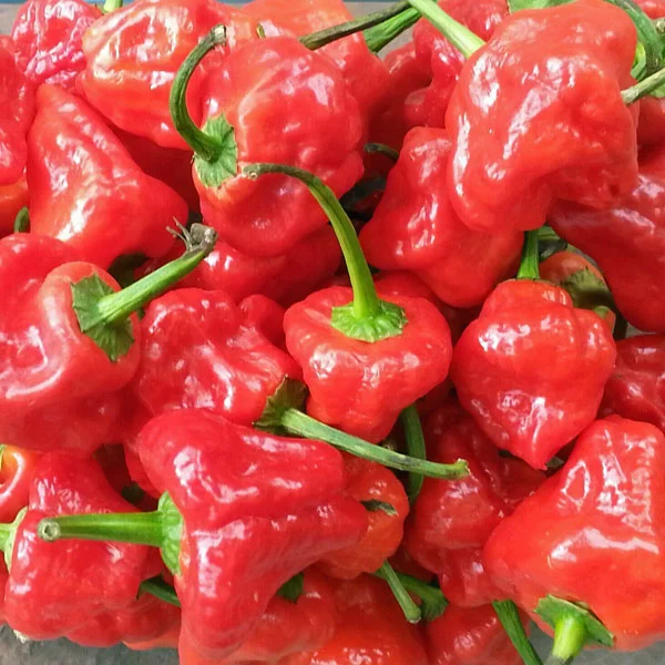 ARDEI IUTE - Semințe de ardei iute "Scotch Bonnet Red"