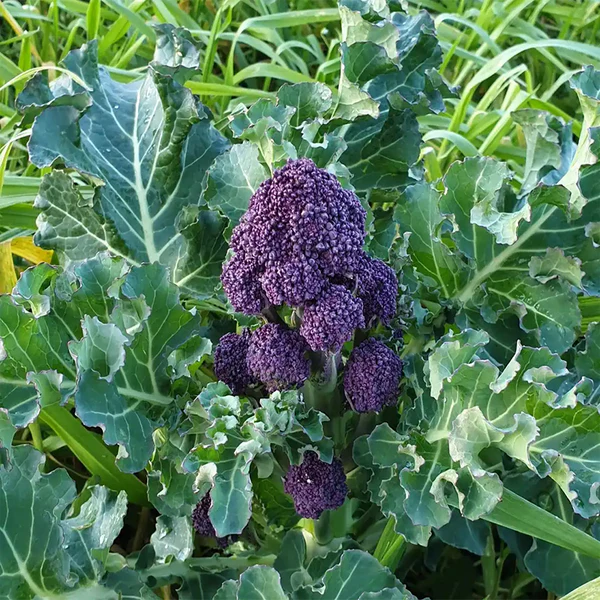 LEGUME - Semințe de broccoli "Early Purple Sprouting"