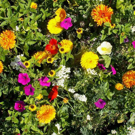 ANUALE - Semințe de flori anuale și perene "Floral Carpet Mix"