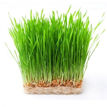 SEMINTE PENTRU MICROPLANTE - Semințe de grâu - pentru microgreens