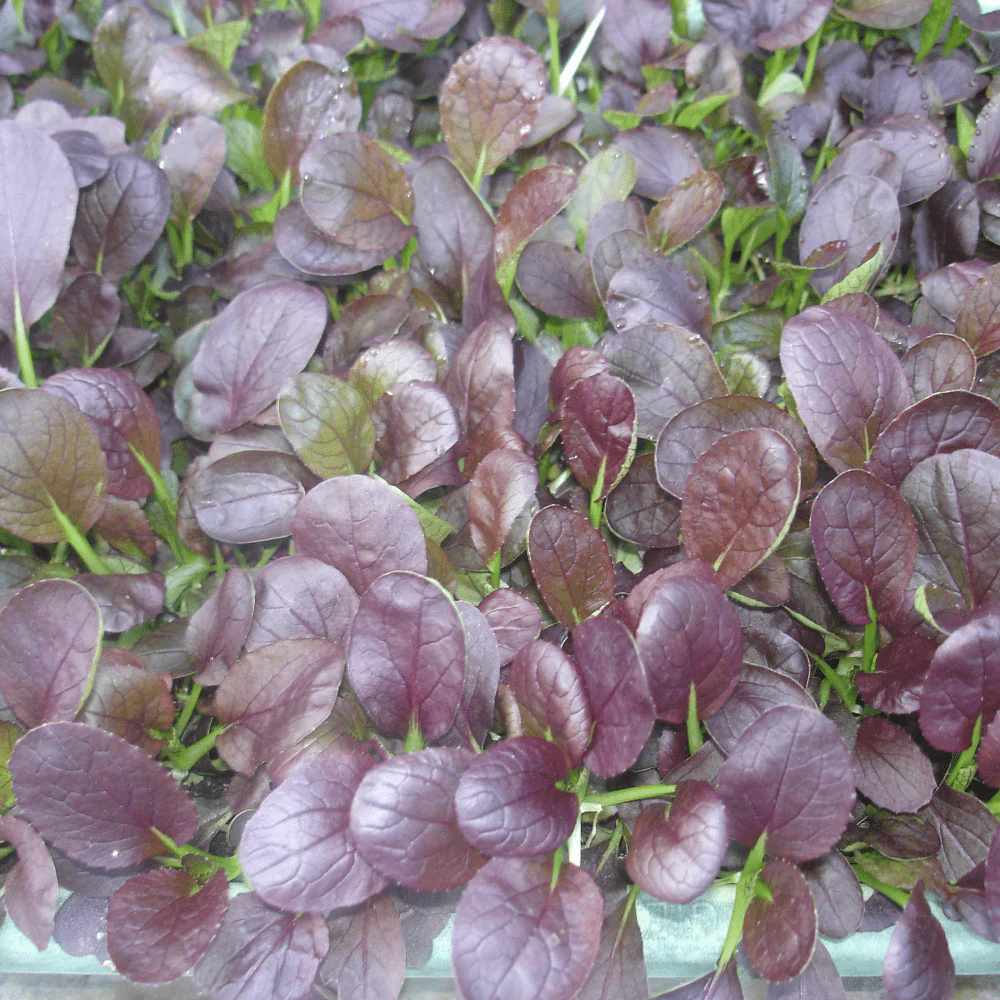 PLANTE ORIENTALE - Semințe de komatsuna violet