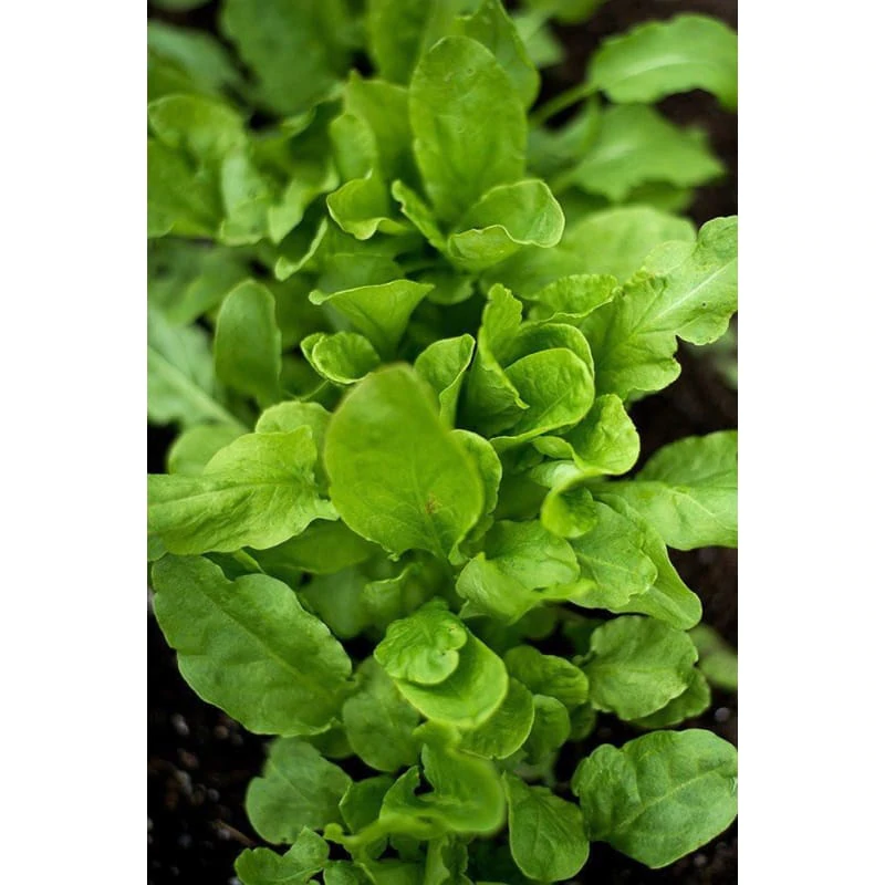 SEMINTE PENTRU MICROPLANTE - Semințe de măcriș - pentru microplante