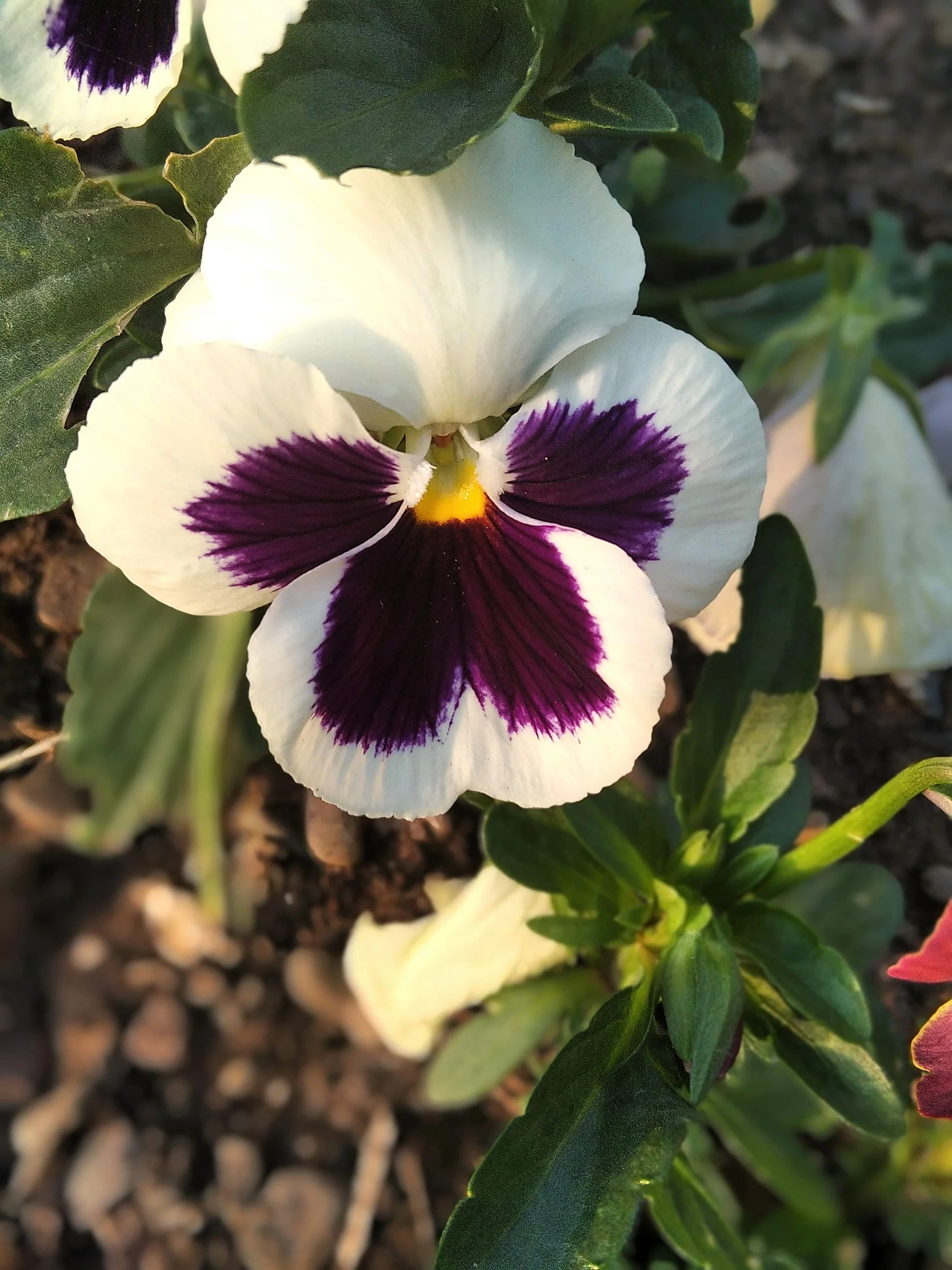 ANUALE - Seminte de panselute "Swiss Giants White with blotch"