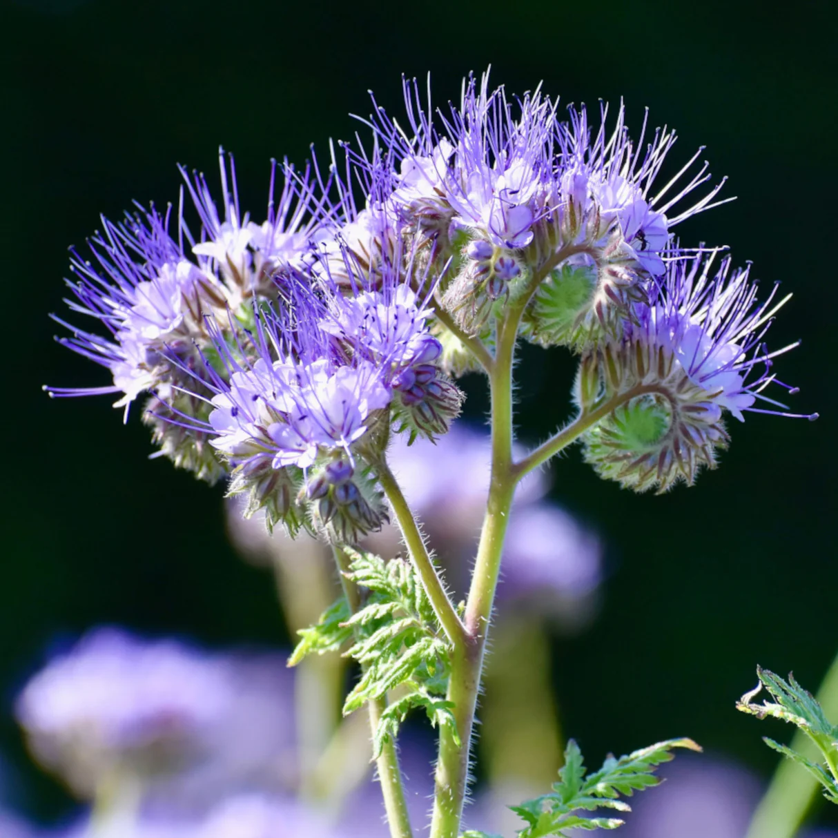SEMINTE - Seminte de Phacelia tanacetifolia "Lavender blue"