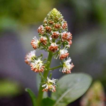ANUALE - Seminte de Reseda odorata "Ameliorata"