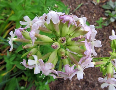 PLANTE AROMATICE SI MEDICINALE - Semințe de săpunariță