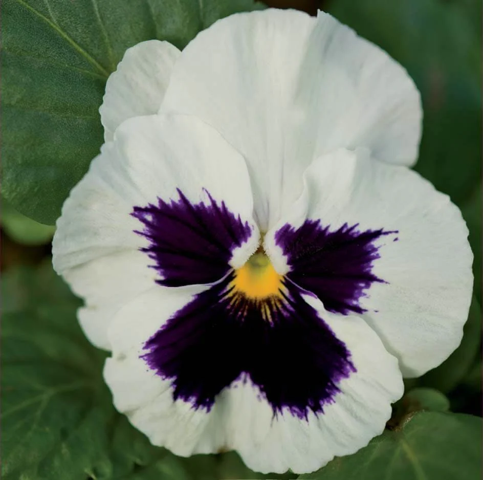 ANUALE - Seminte de panselute "Swiss Giants Silverbride"