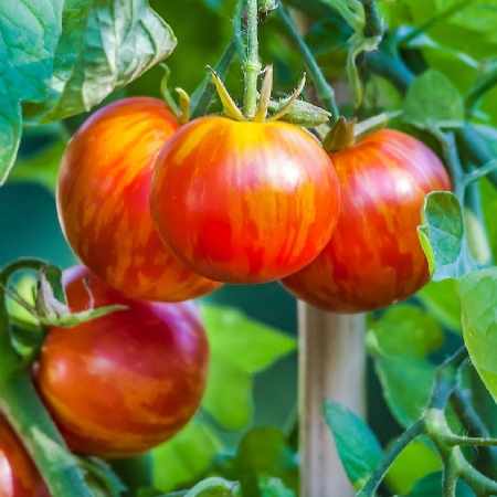 TOMATE - Semințe de tomate "Tigerella"