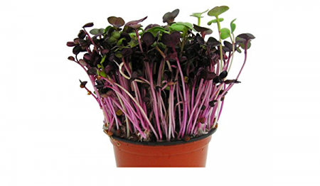SEMINTE PENTRU MICROPLANTE - Semințe de varză kale roșie pentru microgreens