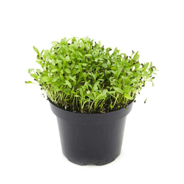 Semințe de anason - pentru microplante [0]