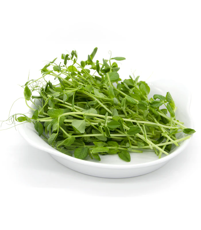 Semințe de mazăre Viridios - pentru microplante [1]