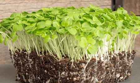 SEMINTE PENTRU MICROPLANTE - Semințe de muștar alb - pentru microplante