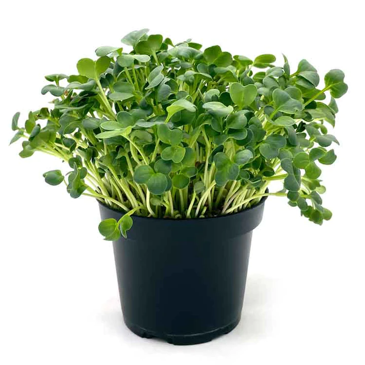 SEMINTE PENTRU MICROPLANTE - Semințe de ridiche Daikon - pentru microplante