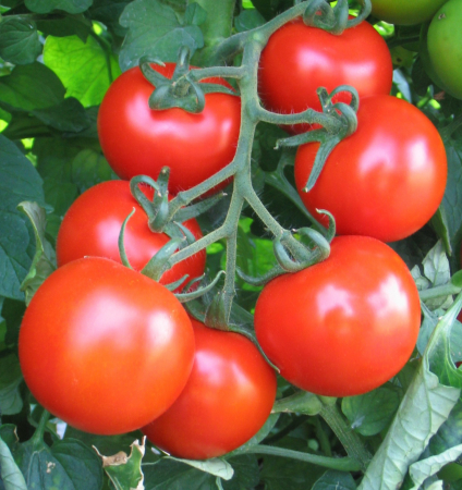 TOMATE - Semințe de tomate nedeterminate "Baron F1"