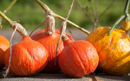 SEMINTE - Semințe de dovleac "Uchiki Kuri"